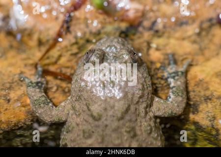 Rospo giallo (Bombina variegata). Foto Stock