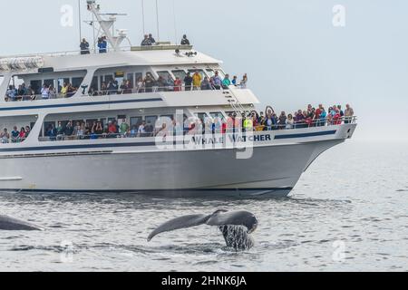 Whalewatching in Stellwagen Bank Foto Stock