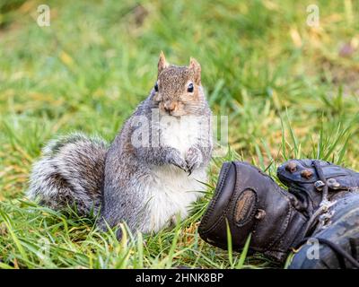 Scoiattolo grigio foraging nel Galles centrale Foto Stock