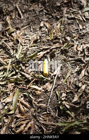Guscio di munizioni giallo scaricato Foto Stock