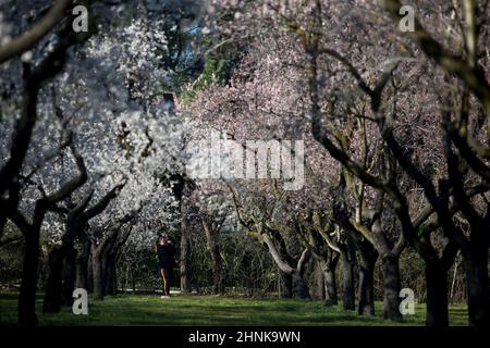 Madrid, Spagna. 17th Feb 2022. Una donna fotografa gli alberi di mandorli nel parco Quinta de los Molinos. Il Parco Quinta de los Molinos è stato classificato come Parco storico di Madrid dal 1997 e ha circa 1500 alberi di mandorli che fioriscono ogni anno nei mesi di febbraio e marzo, l'inizio della primavera. (Credit Image: © Luis Soto/SOPA Images via ZUMA Press Wire) Foto Stock