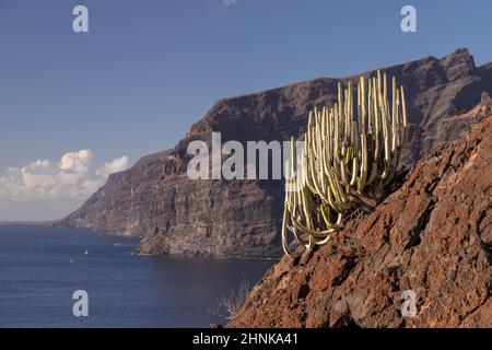 Cactus sulle scogliere a Los Gigantes, Tenerife, Isole Canarie Foto Stock