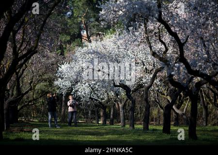 Madrid, Spagna. 17th Feb 2022. Due donne fotografano gli alberi di mandorli nel parco Quinta de los Molinos. Il Parco Quinta de los Molinos è stato classificato come Parco storico di Madrid dal 1997 e ha circa 1500 alberi di mandorli che fioriscono ogni anno nei mesi di febbraio e marzo, l'inizio della primavera. (Credit Image: © Luis Soto/SOPA Images via ZUMA Press Wire) Foto Stock