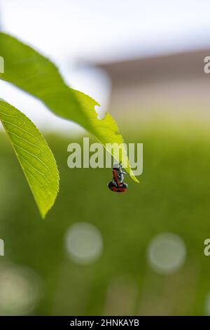 due simpatici coccinelle fanno l'amore appeso Foto Stock