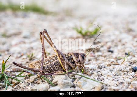 Comune Wart-biter o solo Wart-biter (Decticus verrucivorus), femmina. Foto Stock