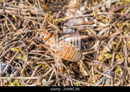 Casa-cricket senza alare (Gryllomorfa dalmatina), femmina. Foto Stock