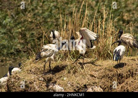 Un gregge di stambecchi sacri, che interagiscono l'uno con l'altro e che si esibiscono con le loro ali sparse in una diga per il birdwatching in Sudafrica. Foto Stock