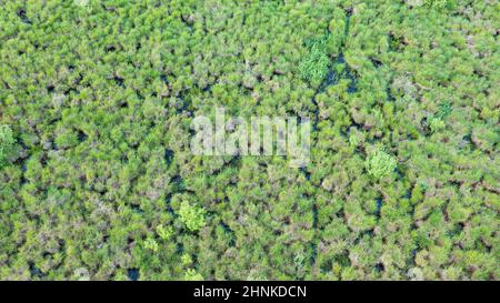 Zona umida primaverile in prato verde fresco dalla vista del drone, Podlaskie Voivodeship, Polonia, Europa Foto Stock