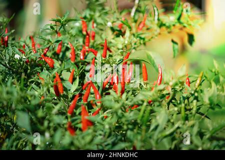 Chili Tree decorazione nel bel gadget a mezzogiorno. Foto Stock