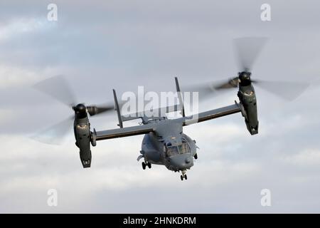 08-0049 Bell-Boeing CV-22B Osprey in volo a RAF Mildenhall, Suffolk. Foto Stock