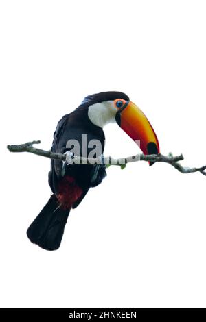 Colorate sitted toucan su un ramo isolato su uno sfondo bianco Foto Stock