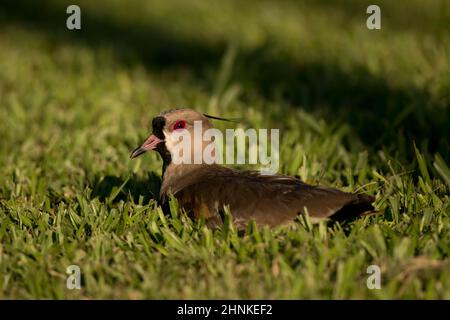 Southern pavoncella sull'erba. Uccelli tipici del Sud America, chiamato anche Tero (Vanellus Chilensis) Foto Stock