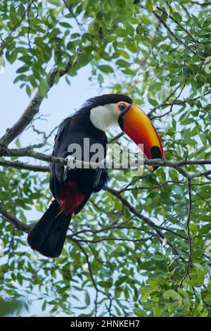 Colorate sitted toucan su un ramo nel Parco Nazionale di Iguazu tra Argentina e Brasile Foto Stock