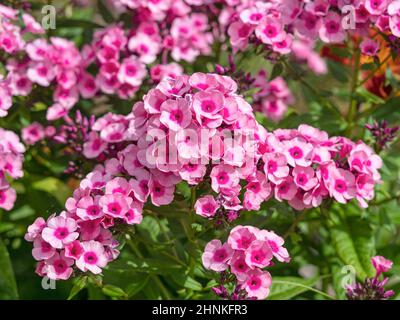 Primo piano dei graziosi fiori di flox giardino, Phlox paniculata fiamma rosa, in un giardino estivo Foto Stock