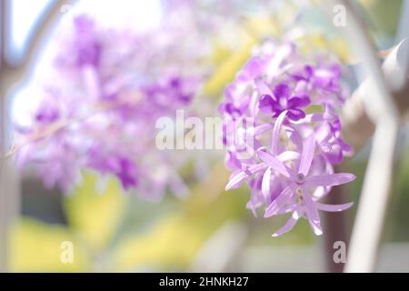 Fuoco selettivo di vite di corona viola o fiore di vite di corona regina Foto Stock