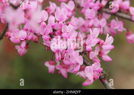 Texas Redbud albero Cercis canadensis poco profondo DOF Foto Stock