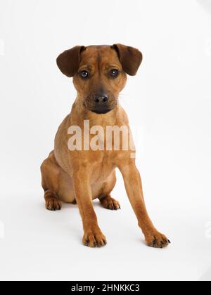 Studio Ritratto di un Patterdale Terrier su sfondo bianco. Foto Stock