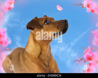 Patterdale Terrier guardando una farfalla, manipolazione della foto. Foto Stock