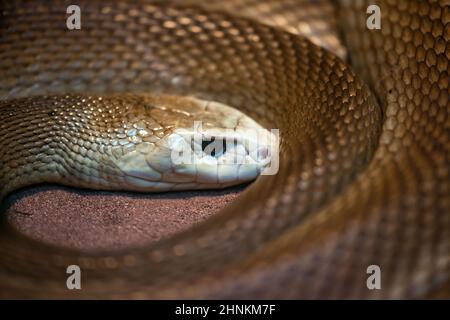 Higlly astralasian velenosi serpente chiamato taipan Foto Stock