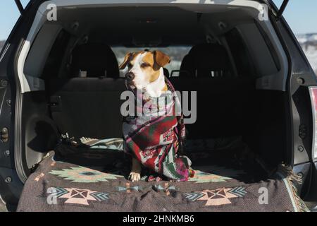 Escursioni, campeggio ed esplorazione con animali domestici: Cane in poncho siede nel tronco SUV. Staffordshire Terrier in coperte in auto all'aperto Foto Stock