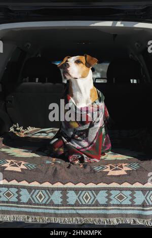 Escursioni, campeggio ed esplorazione con animali domestici: Cane in poncho siede nel tronco SUV. Staffordshire Terrier in coperte in auto all'aperto Foto Stock