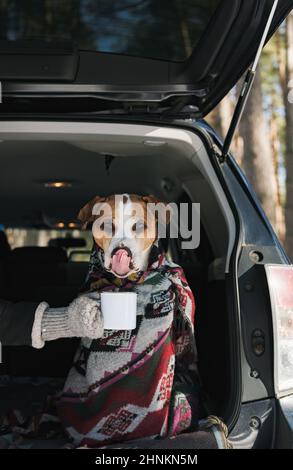 Divertente cane con lingua che lecca il naso con tazza di caffè in stagno nel tronco di un SUV nella foresta invernale. Escursioni, viaggi e campeggio con animali domestici Foto Stock