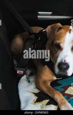 Imbracatura di protezione contro l'usura del cane allacciata alla cintura di sicurezza dell'auto. Viaggiare in sicurezza o viaggiare in auto con animali domestici, concentrarsi in modo selettivo su una cintura di sicurezza Foto Stock