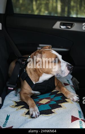 Imbracatura di protezione contro l'usura del cane allacciata alla cintura di sicurezza dell'auto. Viaggiare in sicurezza o viaggiare in auto con animali domestici Foto Stock