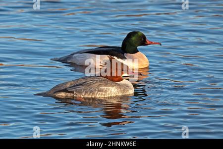 Figgate, Edimburgo, Scozia, Regno Unito. 17th febbraio 2022. Ventoso su Figgate stagno per Goosanders con temperatura di 7 gradi reale sentire 0 gradi centigradi. Nella foto: L'osatrice maschio e femmina (Mergus merganser). Credit: Archwhite/alamy Live News. Foto Stock