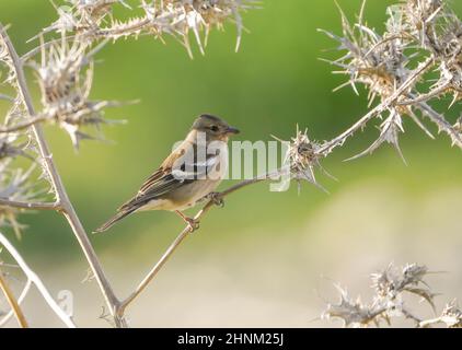 Femmina Chaffinch comune, Fringilla coelebs, arroccato su un cardo, Spagna. Foto Stock