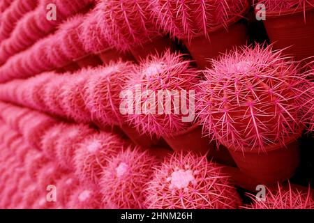 Surreal Pop Art Style Raspberry Red righe colorate di Potted Golden Barrel Cactus piante Foto Stock