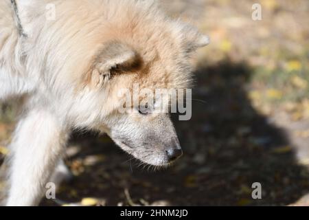 Cane Akita Inu dai capelli lunghi Foto Stock