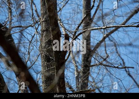 Picchio discendente (Picoides pubescens) foraging su un albero Foto Stock