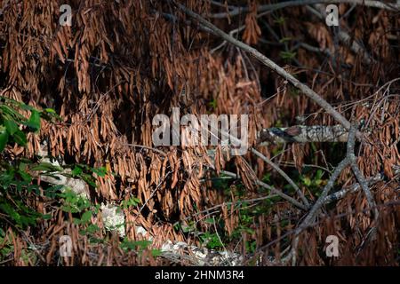 Carolina wren (Thryothorus ludovicianus) che foraging dietro le foglie morenti e marroni di un arto di albero caduto Foto Stock