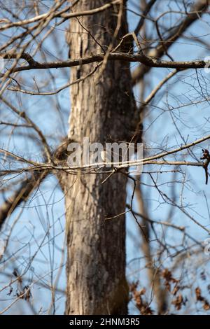 Maestoso phoebe orientale (Sayornis phoebe) che guarda fuori dal suo posch su un ramo Foto Stock