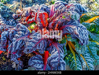 Primo piano della partenza del gardo in giardino (Beta vulgaris vulgaris) Foto Stock