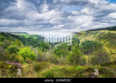 Bella valle verde con boschi e campi. Glenareff Forest Park, la Regina delle Glene, è uno dei nove Antrim Glens dell'Irlanda del Nord Foto Stock