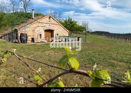 Cantina, regione Palava, Moravia meridionale, Repubblica Ceca Foto Stock