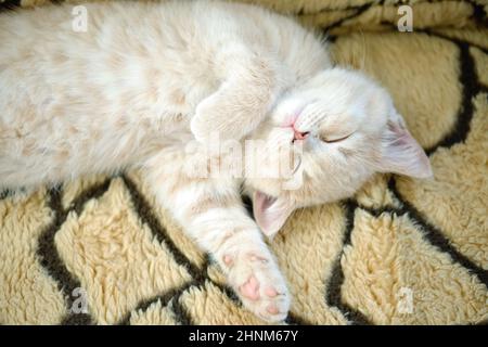 il carino gattino sonnolento dai capelli corti mostra la sua soffice pancia alla fotocamera Foto Stock