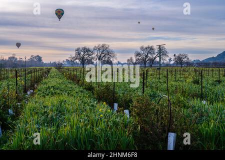 Viaggio in mongolfiera di prima mattina attraverso Napa Valley, California Foto Stock