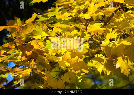 Gelbes Herbstlaub eines Ahornbaumes im Salzkammergut, Oberösterreich, Europa - foglie gialle d'autunno di un acero nel Salzkammergut, Austria superiore, Europa Foto Stock