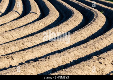 File simmetriche di tuberi-seme al sole Foto Stock