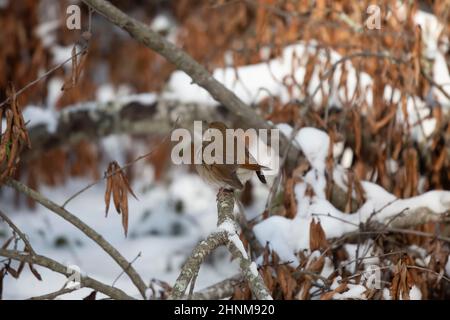 Curioso mughetto eremita (Catharus guttatus) che guarda intorno da un ramo morto sopra la neve Foto Stock