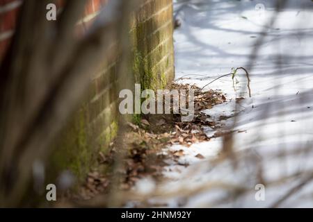 Passera di volpe (Passerella iliaca) foraging su una piccola zona di terra scongelata vicino ad una casa di mattoni con neve tutto intorno Foto Stock