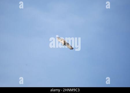 Falco dalla coda rossa (Buteo jamaicensis) che gira in volo in una giornata limpida e blu Foto Stock