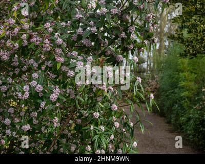 Daphne bholua 'Jacqueline Postill' pianta cartaria nepalese 'Jacqueline Postill' Foto Stock