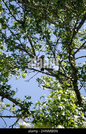 Il kite del Mississippi (Ictinia mississippiensis) che guarda sulla sua spalla curiosamente da un ramo d'albero Foto Stock