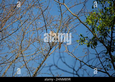 Scoiattolo grigio orientale (Sciurus carolinensis) foraging su un albero Foto Stock