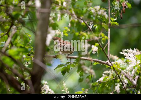 thrasher marrone (Toxostoma rufum) foraging arroccato su un arto Foto Stock