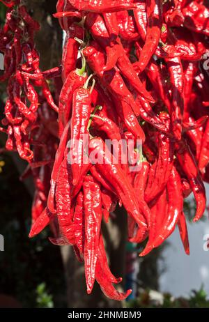 Ristra de guindas asciugando sotto il sole all'aperto casa di villaggio. I Guindas sono peperoni allungati di varietà cuciti come un mazzo e li aria fuori per asciugare. Acena de la Foto Stock